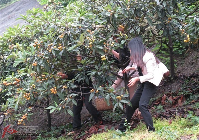 三峡自驾游 烟雨风景中美女采花摘枇杷